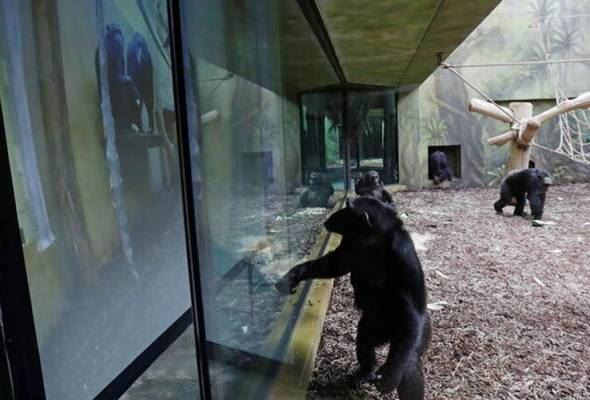 bored without visitors, two chimpanzees from different zoos video called each other